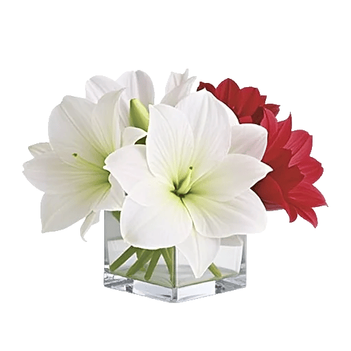 Modern White Orchids