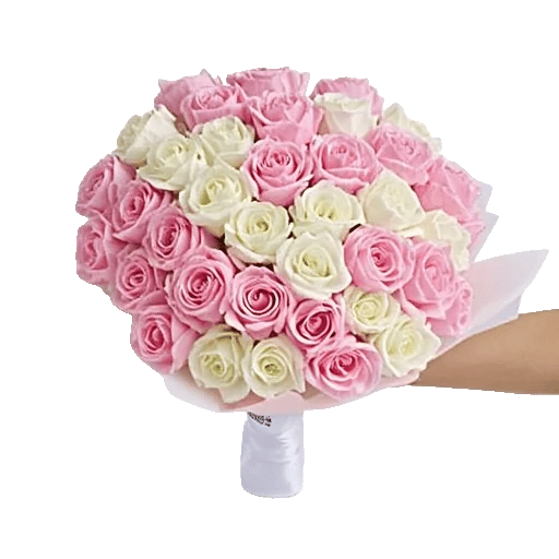 Peony Petal Harmony