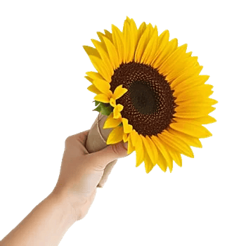 Amber Sunflower Glow