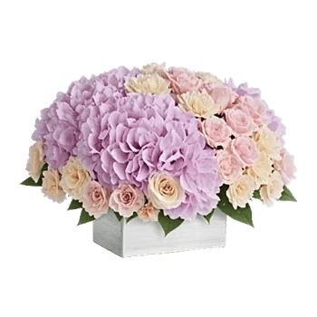 Ivory Blossom Radiance