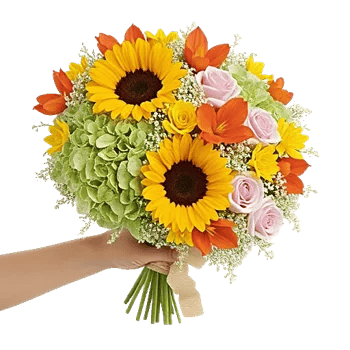 Serene Petal Harmony