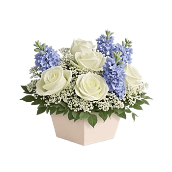 Blossom Petal Serenity