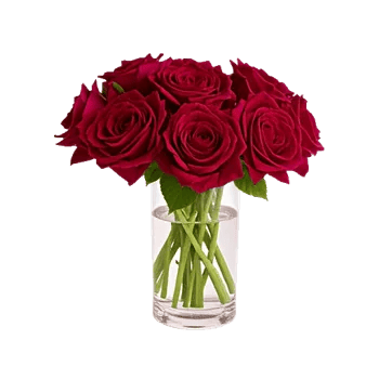 Radiant Rose Symphony