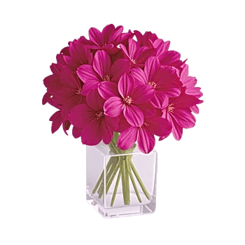 Plum Blossom Radiance