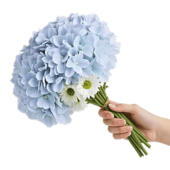 Serene Petal Harmony