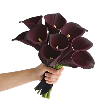Elegant Calla Lilies
