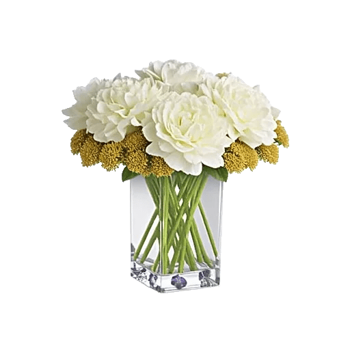 Ivory Blossom Radiance