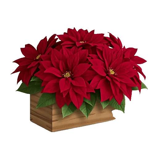 Petal Radiance Bliss