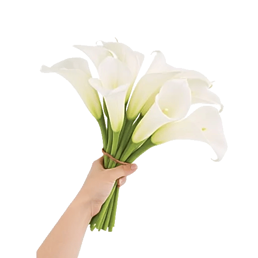 Elegant Calla Lilies