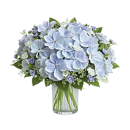 Sapphire Bloom Whisper