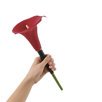 Elegant Calla Lilies