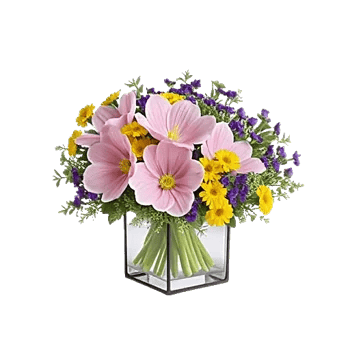 Petal Softness Display