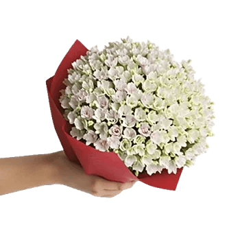 Ivory Blossom Radiance