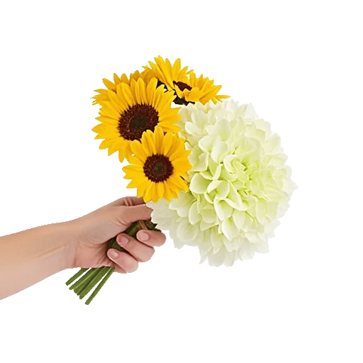 Twinkling Sunflower Dance