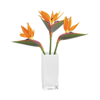 Orchid Bloom Cascade