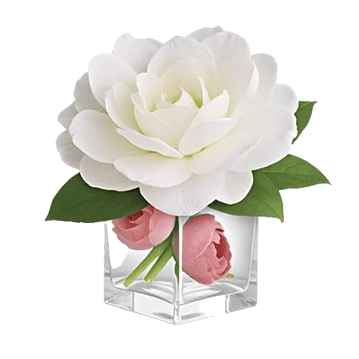 Elegant Calla Lilies