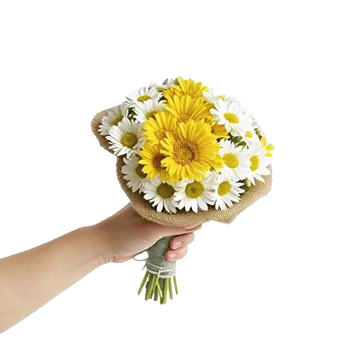 Enchanting Daisy Garden