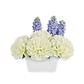Azure Sky Blooms