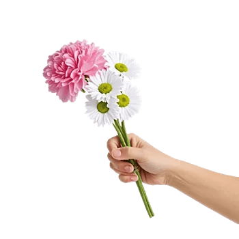 Pastel Pink Roses