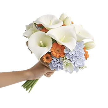 Elegant Calla Lilies