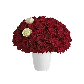 Radiant Rose Symphony