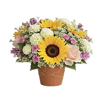 Amber Sunflower Glow