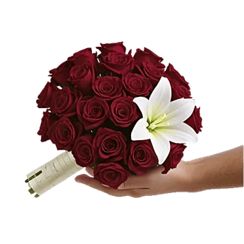 Crimson Rose Elegance