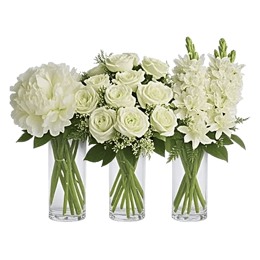 Ivory Blossom Radiance