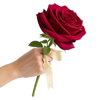 Crimson Rose Elegance