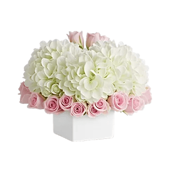 Serene Petal Harmony