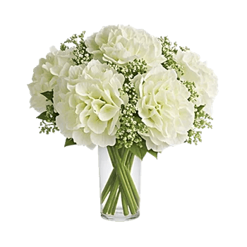 Ivory Blossom Radiance