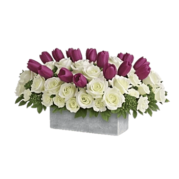 Velvet Tulip Display