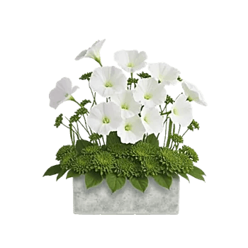 Graceful Lily Display