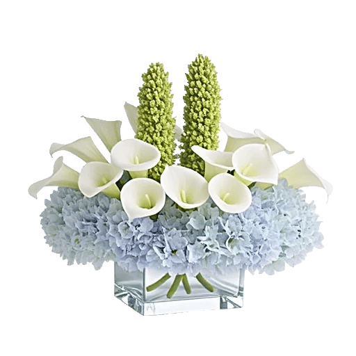 Elegant Calla Lilies