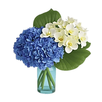 Sapphire Bloom Whisper