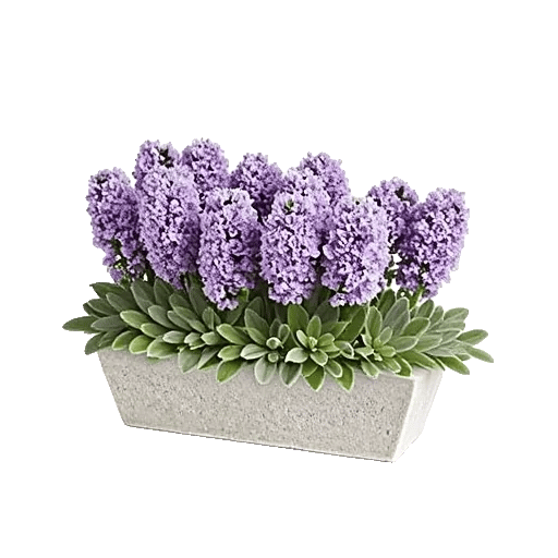 Graceful Lily Display