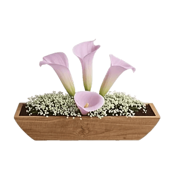 Elegant Calla Lilies