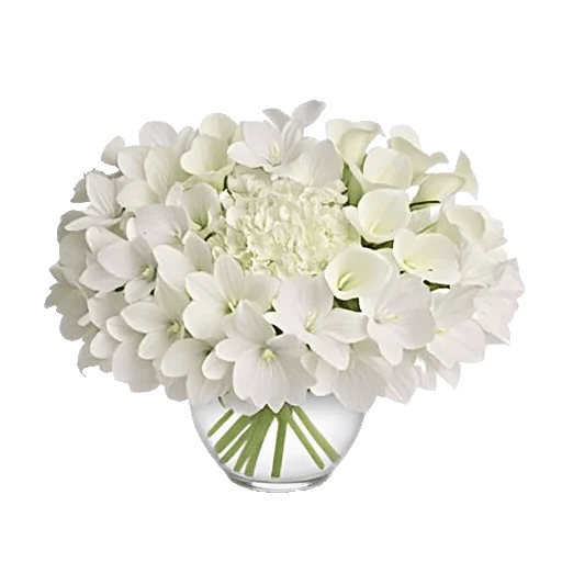 Modern White Orchids