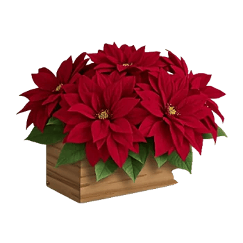 Petal Radiance Bliss