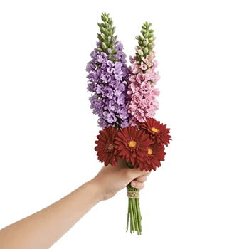 Lavender Bloom Grace