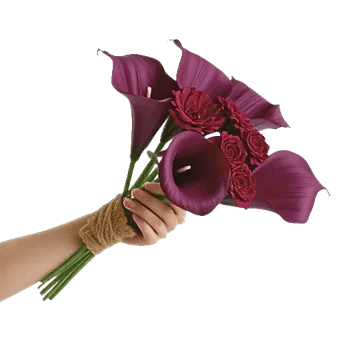 Elegant Calla Lilies
