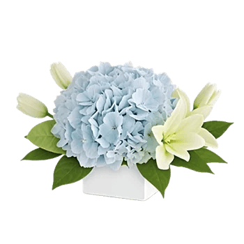 Serene Petal Harmony