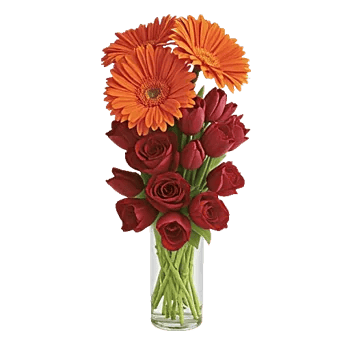 Radiant Petal Display