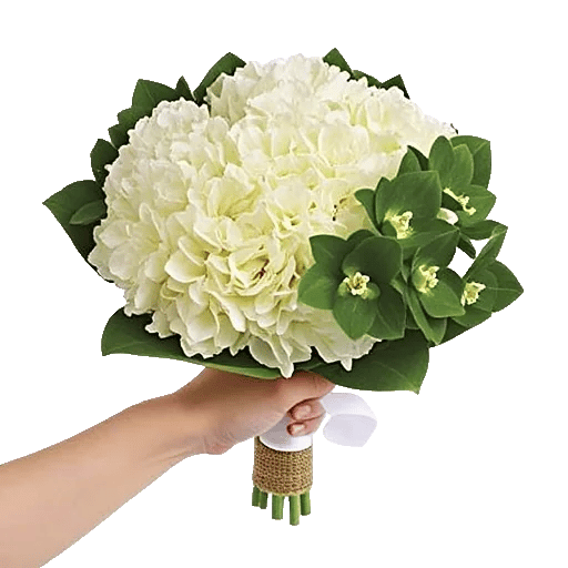 Modern White Orchids