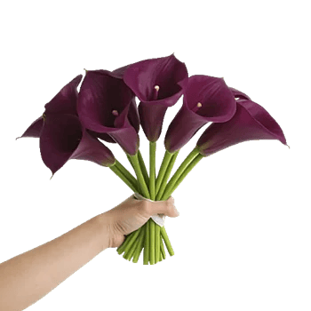 Elegant Calla Lilies