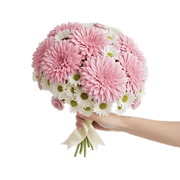 Blushing Rose Symphony