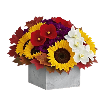 Petal Radiance Bliss