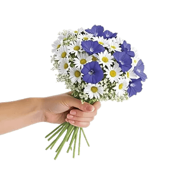 Dewy Morning Blossoms