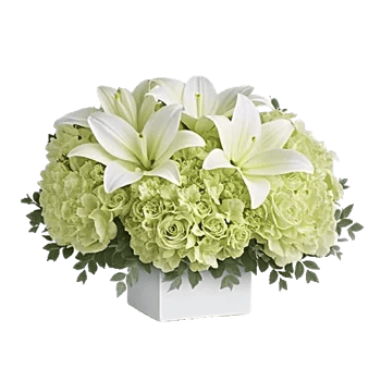 Minimalist White Orchids