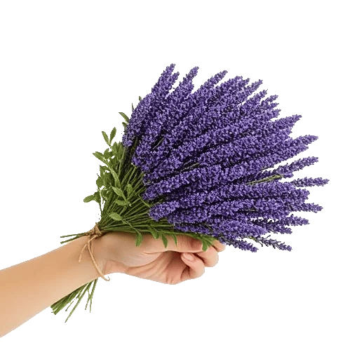 Lavender Bloom Grace